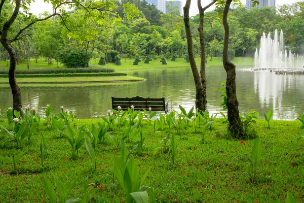 Banc Bois Vide Sur Pelouse Herbe Verte Parmi Fleur Rose — Photo