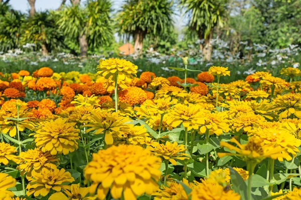 Field Yellow Petals Zinnia Blooming Green Leaves Orange Marigold Background — Stock Photo, Image