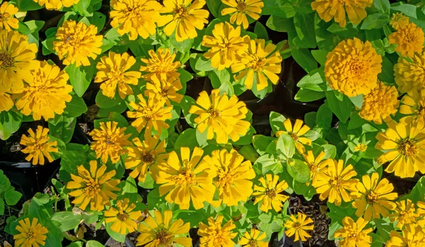 Vista Superior Campo Pétalos Amarillos Zinnia Florecimiento Hojas Verdes Conocido — Foto de Stock