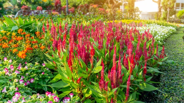 A garden of red Wool flowers, yellow Cosmos, pink Wishbone flower and colorful flowering plant blooming in a green leaf of Philippine tea plant border under sunlight morning, good care landscaping in public park