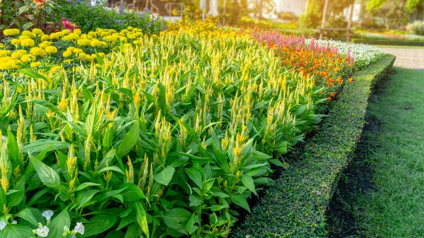 Giardino Fiore Lana Gialla Calendula Gialla Fioritura Colorata Una Foglia — Foto Stock