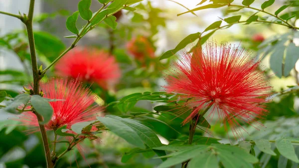 Racimos Pétalos Esponjosos Planta Floreciente Hojaldre Roja Rosada Del Polvo — Foto de Stock