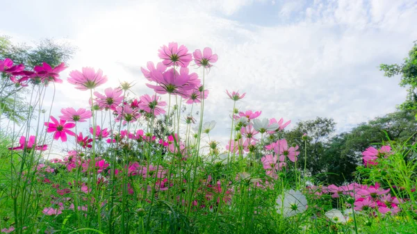 Campos Hermoso Suave Rosa Violeta Blanco Cosmos Híbrido Florecen Bajo — Foto de Stock