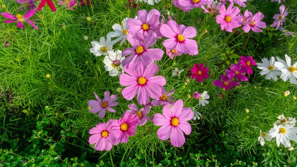 Top View Alalla Kaunis Vaaleanpunainen Valkoinen Terälehdet Cosmos Kukkia Kukka — kuvapankkivalokuva