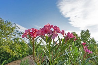Yeşil yapraklar ve parlak mavi gökyüzü arka planında açan, mis kokulu tatlı su çiçekleri ya da Rose Körfezi 'nin pembe yaprakları. 