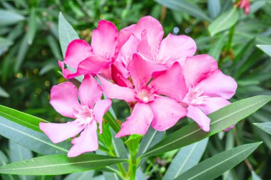 Yeşil yapraklar ve bulanık arka planda açan, mis kokulu hoş kokulu, pembe yapraklardan oluşan bir buket 