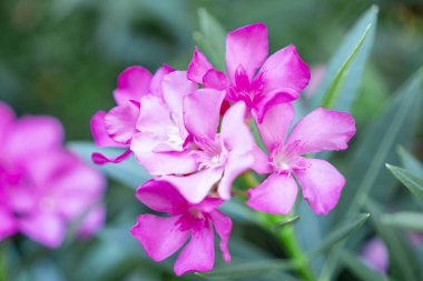 Yeşil yapraklar ve bulanık arka planda açan, mis kokulu hoş kokulu, pembe yapraklardan oluşan bir buket 