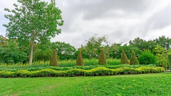 Giardino Verde Con Forma Geometrica Cespuglio Arbusto Decorazione Pianta Fiorita — Foto Stock