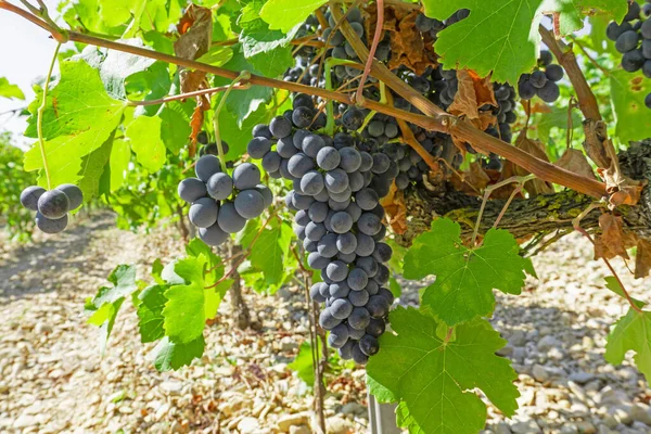 Mazzo Uva Fresca Matura Nera Scura Foglie Verdi Sotto Luce — Foto Stock