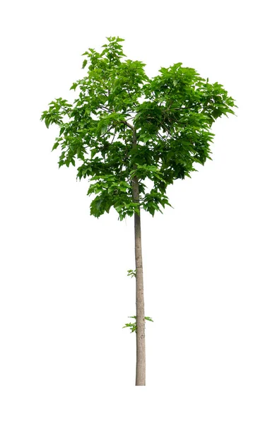Única Árvore Verde Isolada Uma Planta Folhas Evergreen Cortar Fundo — Fotografia de Stock