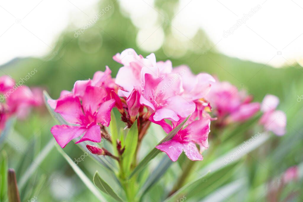 A bouquet of lovely pink petals of fragrant Sweet Oleander or Rose Bay, blooming on green leafs and blurry  background 