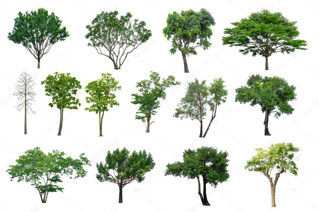 Set of green leaves trees collection isolated on white background, die cut with clipping path