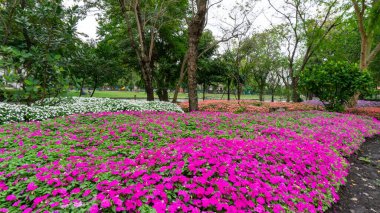 Küçük pembe, beyaz ve turuncu sultana çiçekleri yeşil yapraklar üzerinde çiçek açıyor. Parkta küçük bir tomurcuk. Meşgul Lizzie olarak da bilinir.