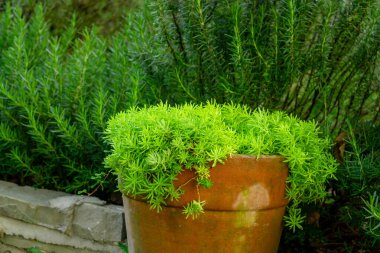 Fresh greenery foliage of needle-like leaves of Sedum angelina plant or stonecrop spreading in orange pottery, green leaves rosemary on background clipart