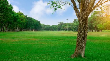 Taze yeşil çimenlikteki büyük ağaç yumuşak büyük çimen bahçesi, arka planda yeşillik ağaçları, mavi gökyüzünün altındaki bir parktaki güzel bakım manzaraları.