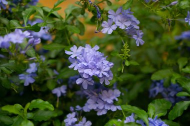 Bunch of blue tiny petals of Cape leadwort blooming on greenery leaves and blurry background, know as white plumbago or sky flower clipart