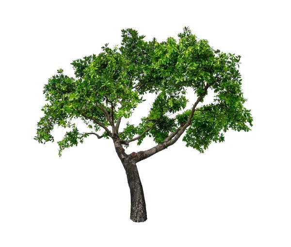 一本の緑の木は孤立し 常緑の葉植物はクリッピングパスで白い背景に切り取られます — ストック写真