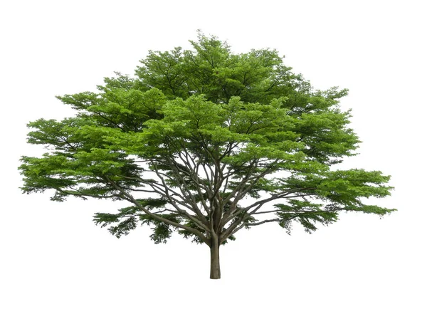 Einzelner Baum Isoliert Ein Black Afara Bäume Wie Viele Namen — Stockfoto