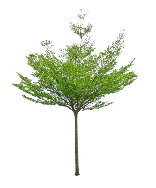 Singel Träd Isolerad Svart Afara Träd Känd Som Många Namn — Stockfoto