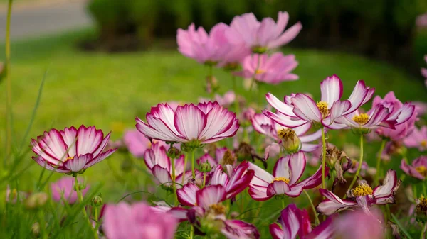 Campo Bonitos Pétalos Púrpura Rosa Flores Cosmos Que Florecen Hojas — Foto de Stock