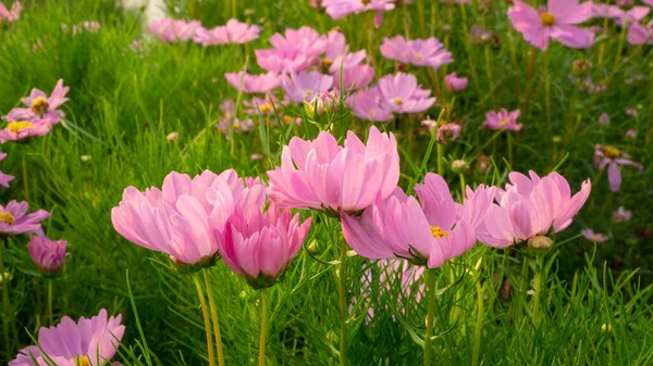 Campo Bonitos Pétalos Rosados Flores Cosmos Floreciendo Sobre Hojas Verdes — Foto de Stock