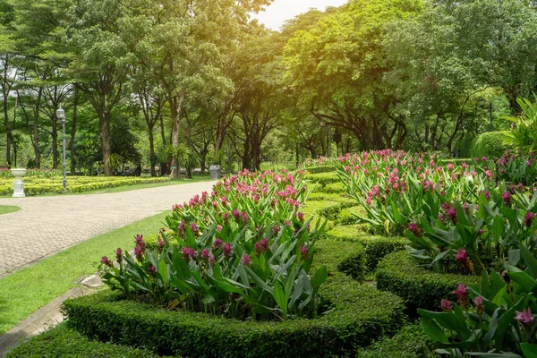 Patrón Estilo Jardín Inglés Topiario Siam Tulip Planta Floración Colorida — Foto de Stock