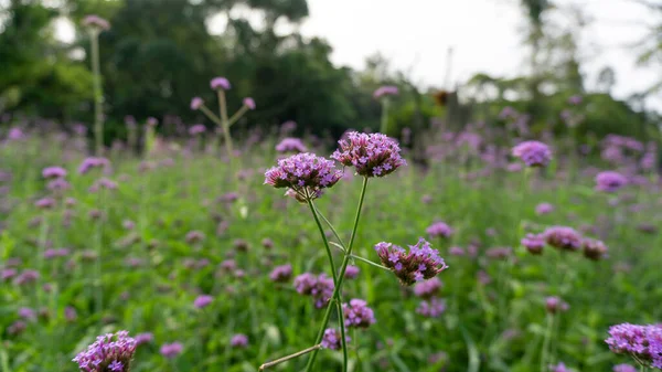 Campo Pétalos Pequeños Violeta Flor Verbena Florecen Hojas Verdes Borrosas — Foto de Stock