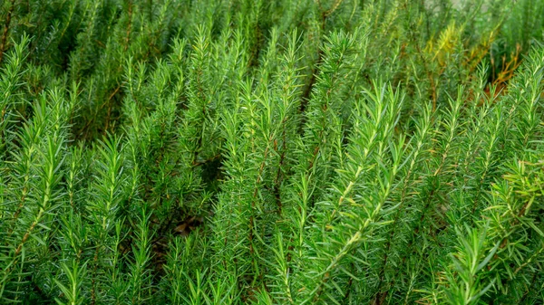 Hierba Fragante Romero Una Planta Leñosa Perenne Comestible Ingrediente Alimentario — Foto de Stock