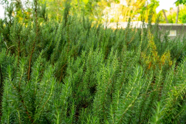 Hierba Fragante Romero Una Planta Leñosa Perenne Comestible Ingrediente Alimentario — Foto de Stock