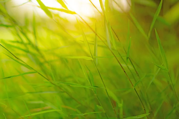 Frisse Vrij Kleine Groene Bladeren Van Gras Onder Zonlicht Morgens — Stockfoto