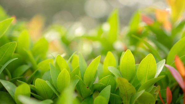 Blurry Leaf Background Fresh Green Red Young Leaves Small Buds — Stock Photo, Image