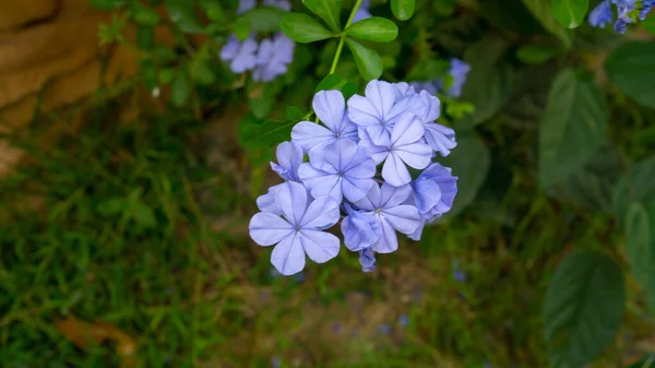 緑の葉の上に咲くケープリードヨモギの青い小さな花弁の束と背景をぼかす 白いプランバゴや空の花として知られている 選択的な焦点画像 — ストック写真