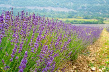 Lavanta çiçeğinin güzel mor yaprakları bir tarlada çiçek açıyor, arka planda ağıtlar.