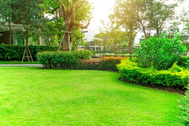 Fresh green Burmuda grass smooth lawn as a carpet with curve form of bush, trees on the background, good mainternance landscapes in a luxury house's garden under morning sunlight clipart