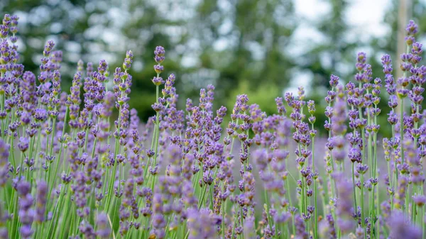 Belas Pétalas Roxas Flor Lavanda Florescendo Linha Campo Árvores Verdes — Fotografia de Stock