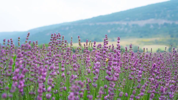 Belas Pétalas Roxas Flor Lavanda Florescem Linha Campo Moutain Fundo — Fotografia de Stock