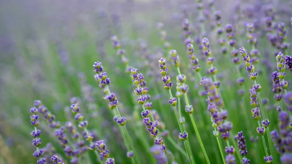 Lindas Pétalas Azuis Flor Lavanda Florescem Linha Campo Fundo Embaçado — Fotografia de Stock