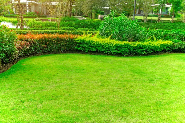 Fresh Green Burmuda Grass Smooth Lawn Carpet Curve Form Bush — Stock Photo, Image