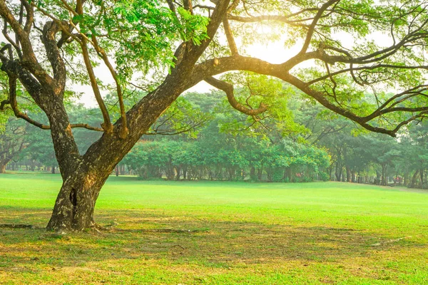 Зеленые Листья Листья Ветви Большого Дождя Растягивается Покрытие Зеленой Газоне — стоковое фото