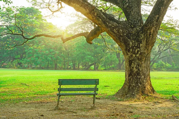 Una Panchina Legno Sotto Ombra Grandi Rami Foglie Verdi Albero — Foto Stock