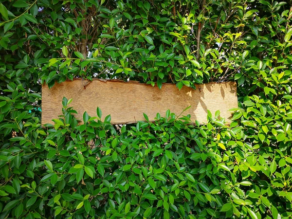 Ficus Bitkisinin Yeşil Yaprakları Üzerine Kahverengi Ahşap Tahta — Stok fotoğraf