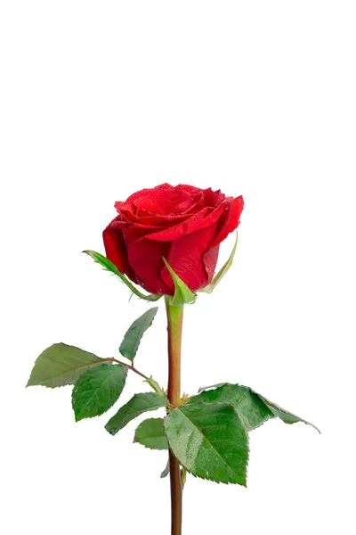 Bouquet Pétales Rouges Rose Feuilles Vertes Avec Des Gouttes Eau — Photo