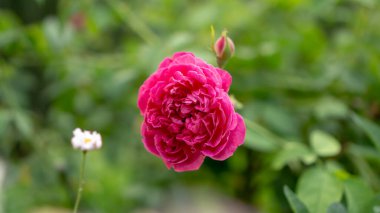 Kırmızı yapraklar, yeşil yapraklar üzerinde açan güller, bulanık gruplar.