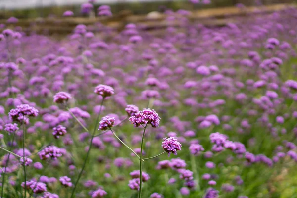 Campo Pétalas Violetas Minúsculas Flor Verbena Folhas Verdes Desfocadas Conhecido — Fotografia de Stock