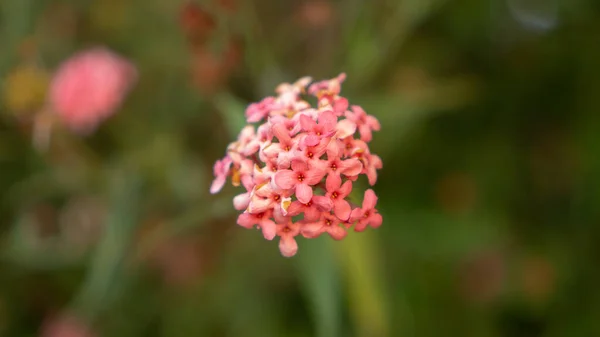 Ramas Flor Penta Arbusto Rosado Floreciendo Follaje Hojas Verdes Borrosas — Foto de Stock