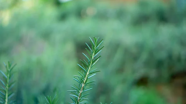 Romero Fragante Base Hierbas Comestible Leñosa Planta Perenne Con Vegetación — Foto de Stock