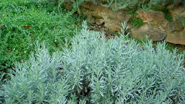 Lavande Herbe Parfumée Est Une Plante Vivace Ligneuse Comestible Dans — Photo