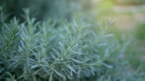 Hierba Fragante Lavanda Una Planta Perenne Leñosa Comestible Jardín Sensorial — Foto de Stock