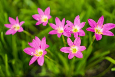 Taze yeşil doğrusal yaprağın üzerindeki güzel pembe yağmurlu zambak yaprakları, sabah güneşinin altında açan oldukça küçük canlı Corolla, manzara tasarımı için minik toprak örtüsü, bilinen adıyla Yağmur Çiçeği