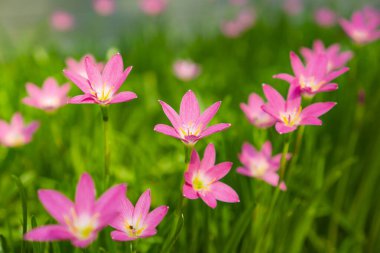Taze yeşil doğrusal yaprağın üzerindeki güzel pembe yağmurlu zambak yaprakları, sabah güneşinin altında açan oldukça küçük canlı Corolla, manzara tasarımı için minik toprak örtüsü, bilinen adıyla Yağmur Çiçeği